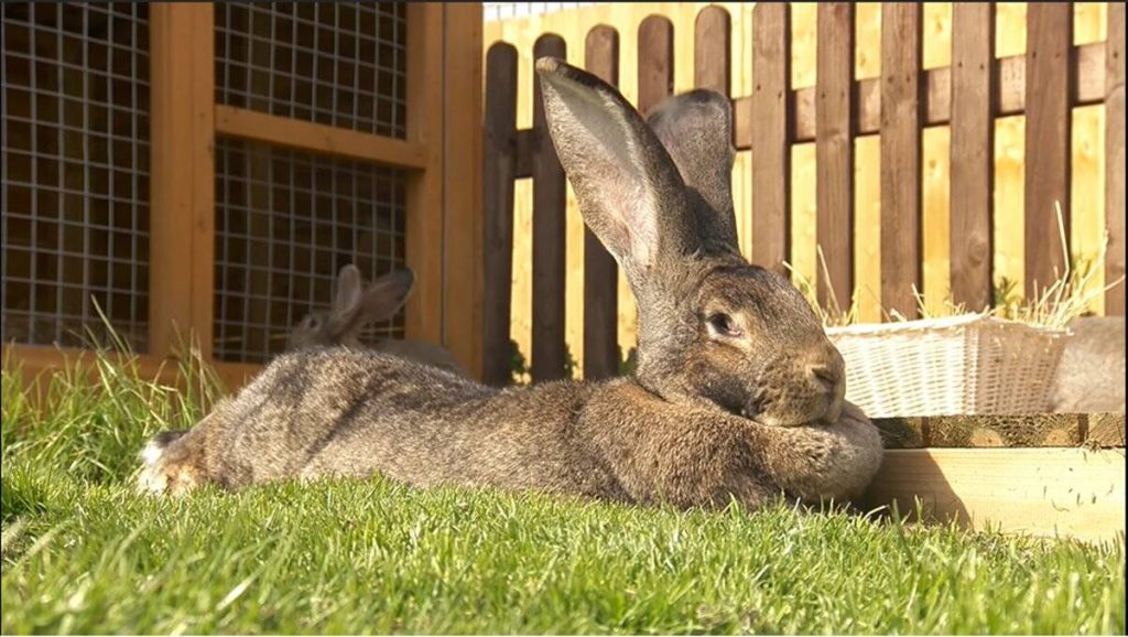 Darius, The World’s Longest Rabbit Has Been Stolen! Max 97.7